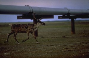 Teewinot Project Caribou in Oil Field