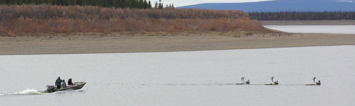 Caribou Hunt