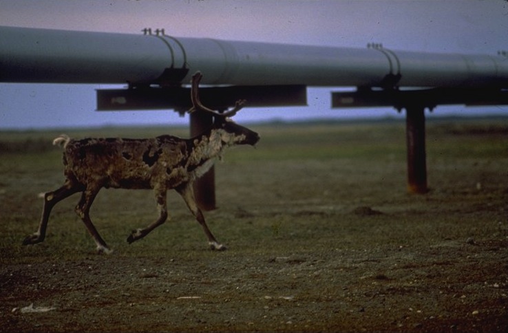Caribou in Oil Field