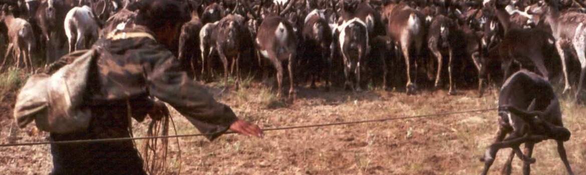 Reindeer Herding