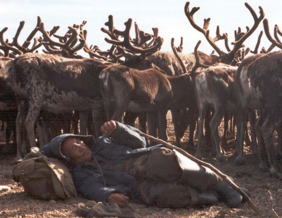 Caribou Management